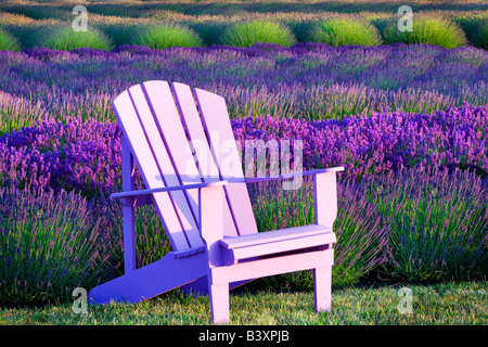 Chaire en champ de lavande Anges Lavender Farm Washington Banque D'Images
