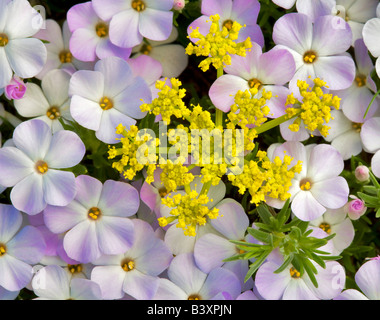 Fleurs sauvages de Phlox. Olympic National Park ; WA Banque D'Images