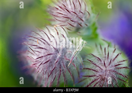 Indien ou Chardon comestible Cirsium edule Hurricane Ridge Olympic National Park Washington Banque D'Images