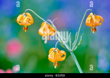 Tiger Lily Lilium columbianum précolombiennes ou ouragan Ridge Olympic National Park Washington Banque D'Images