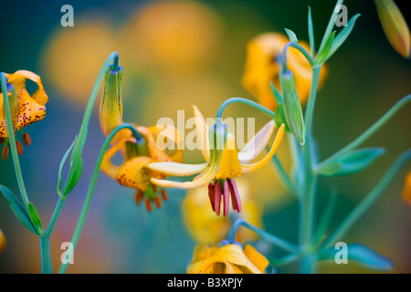 Tiger Lily Lilium columbianum précolombiennes ou ouragan Ridge Olympic National Park Washington Banque D'Images