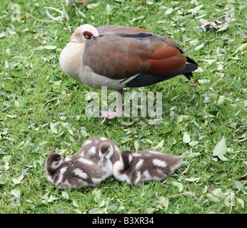 L'Egyptian goose Alopochen aegyptiacus et trois oisons Banque D'Images