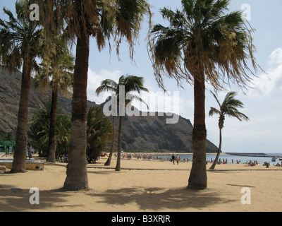 Palmiers sur la plage de Playa de Las Teresitas près de San Andrés, 5km au nord de Santa Cruz de Tenerife dans les îles Canaries. Banque D'Images