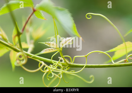 Virginia creeper Banque D'Images