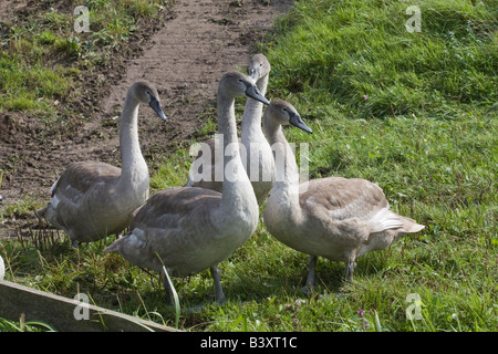 Quatre Cygne Muet ( Cygnus olor ) Cygnets en promenade Banque D'Images