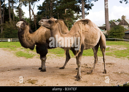 UK Wales Clwyd Abergele Welsh Mountain Zoo couple nicheur de chameaux de Bactriane Camelus bactrianus adultes Banque D'Images