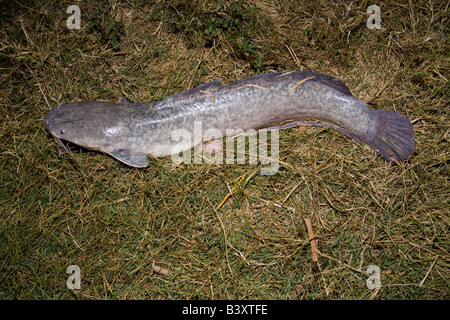 Gros poisson-chat Kafuie Afrique Zambie barbillon Banque D'Images