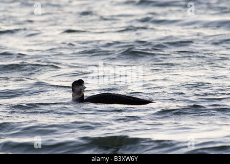 La Great Northern Diver Banque D'Images