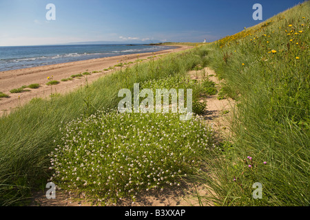 Plage à Turnberry Ayrshire en Écosse avec l'île d'Arran à l'horizon sur le Firth of Clyde et phare de Turnberry Banque D'Images