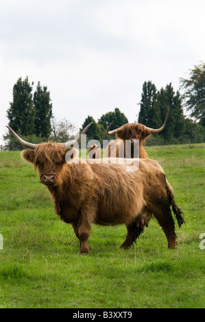 La Highland cattle - verticale Banque D'Images