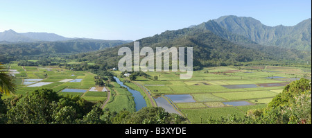 Les champs de taro dans la vallée d'Hanalei Kaua'i Hawaii USA Banque D'Images