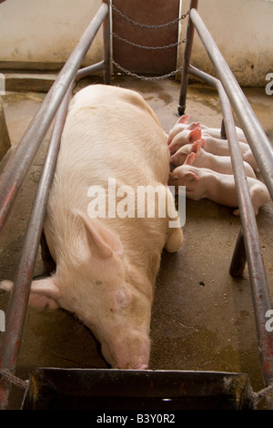 Unité d'élevage sur une exploitation porcine dans Kafuie Afrique Zambie Lusaka Banque D'Images