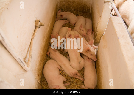 Les porcelets sur une ferme porcine dans Kafuie Afrique Zambie Lusaka Banque D'Images