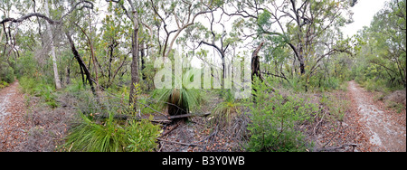 Bush sur Fraser Island Queensland Australie près de Kingfisher Bay et le lac McKenzie panorama haute résolution Banque D'Images