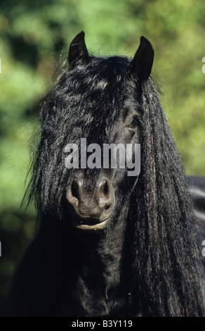 Poney Fell (Equus caballus), étalon, portrait Banque D'Images