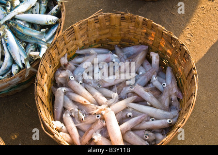 Fishermens captures de calmars sur plage de Varca Gao Inde Banque D'Images