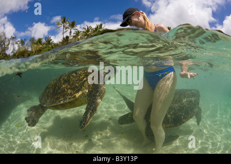 La Tortue verte Chelonia mydas et touristique de l'océan Pacifique Oahu Hawaii USA Banque D'Images