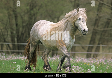 Poney Fell (Equus caballus). Mare trottant sur une prairie en fleurs Banque D'Images