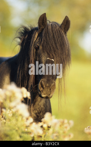 Poney Fell (Equus caballus), portrait Banque D'Images