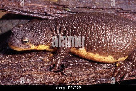 Triton Taricha torosa Californie originaire de Santa Cruz Mountains California USA Banque D'Images