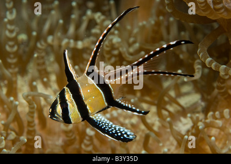 Kauderni Pterapogon kauderni photographié dans le Détroit de Lembeh, où ils ont été introduits par les collectionneurs de poissons en 2000 Banque D'Images