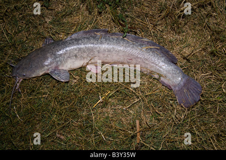 Gros poisson-chat Kafuie Afrique Zambie barbillon Banque D'Images