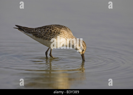 Les juvéniles (Calidris ferruginea Curlew Sandpiper) alimentation dans des zones peu profondes, Grafham Water, Cambridgeshire, Angleterre, RU Banque D'Images