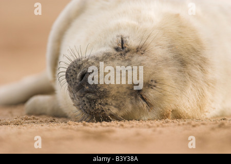 Phoque gris Halichoerus grypus pup endormi sur le sable à Donna Nook, Lincolnshire, en novembre. Banque D'Images