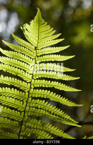 Close up of fern par rétro-éclairé le soleil montrant le détail de feuilles vertes Banque D'Images