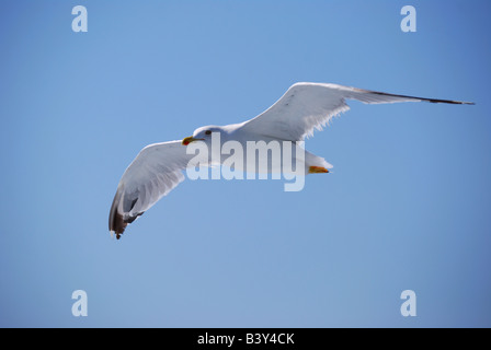 Mouette en vol, péninsule Athos, Chalcidique, Macédoine Centrale, Grèce Banque D'Images