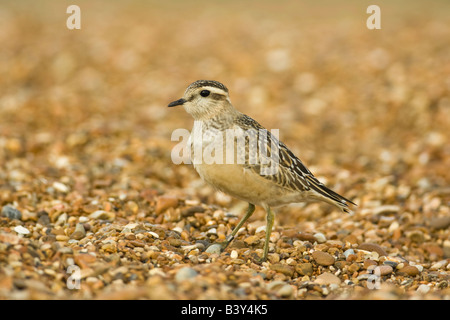 « Récent juvénile (Charadrius morinellus) sur plage de galets, Suffolk, Angleterre, RU Banque D'Images