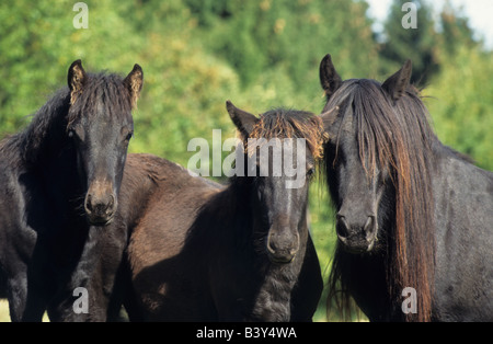 Poney Fell (Equus caballus). Mare avec poulains sur un pâturage Banque D'Images