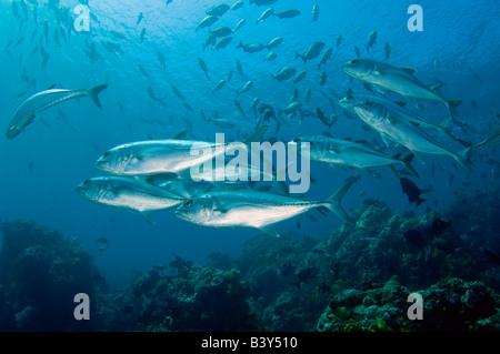 Big eye Carangue Caranx sexfasciatus dans le Parc National de Komodo en Indonésie Banque D'Images