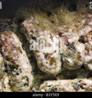 Close-up de poêle plein de saucisses moisies découvertes sous le grill après avoir été oublié pendant plusieurs semaines. Banque D'Images