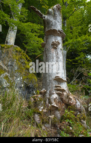 Fomes fomentarius mushroom sur un vieil arbre Banque D'Images