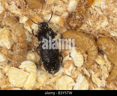 Ténébrion meunier Tenebrio molito coléoptère adulte sur les repas avec les nymphes Banque D'Images