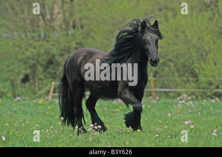 Poney Fell (Equus caballus), au trot sur un pâturage Banque D'Images