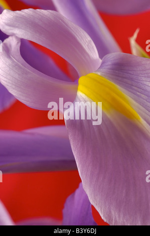 Holandica ou Dutch iris Iris aussi connu comme le professeur Blaaun genre Iris Banque D'Images