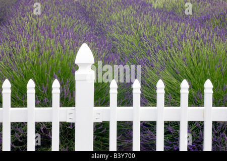 Clôture avec la lavande du jardin du Soleil Washington ferme de lavande Banque D'Images