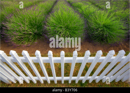 Clôture avec la lavande du jardin du Soleil Washington ferme de lavande Banque D'Images