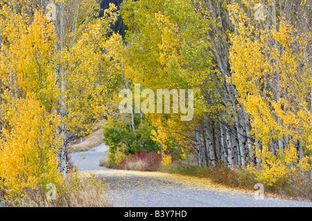 Route à travers l'automne peupliers couleur Montana Banque D'Images