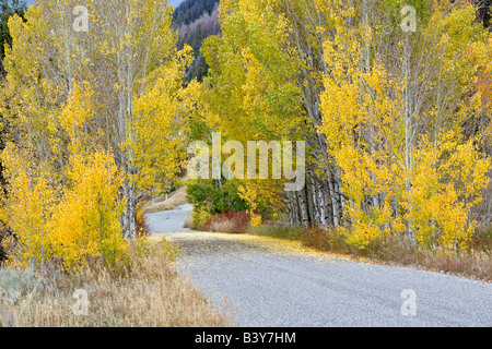 Route à travers l'automne peupliers couleur Montana Banque D'Images