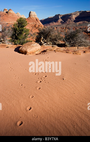 Stock photo de traces d'animaux dans le sable est le Coyote Buttes salon de l'Arizona et l'Utah Banque D'Images