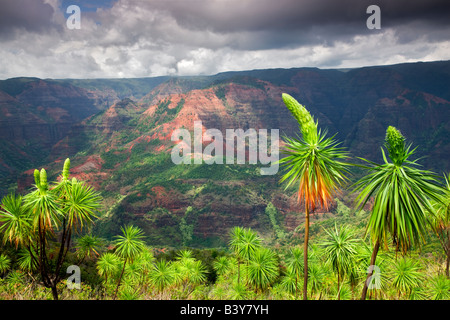 Waimea Canyon avec Wilesia gymnoxyphium les bourgeons d'illau Kauai Hawaii Banque D'Images