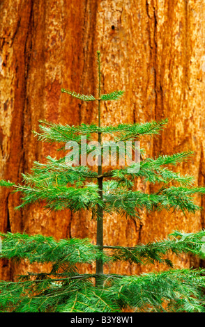 États-unis, Californie, le Parc National Yosemite. Les jeunes dans l'arbre Séquoia Mariposa Grove. Banque D'Images