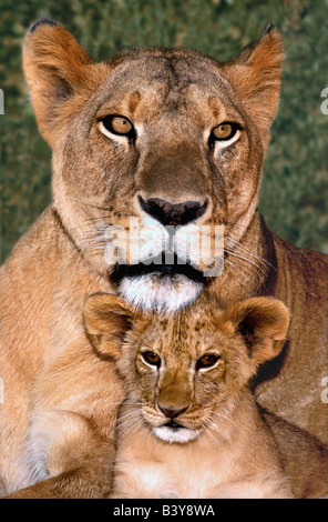 USA, Californie, Los Angeles County. Portrait de Mère lionne d'Afrique et de la faune à la cub Waystation Installation de sauvetage. Banque D'Images