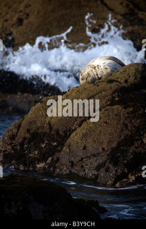 Un phoque commun repose sur les rochers dans le soleil du matin à Salt Point, Californie Banque D'Images