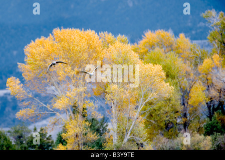 La grue du palier avec couleurs d'automne au Montana Banque D'Images