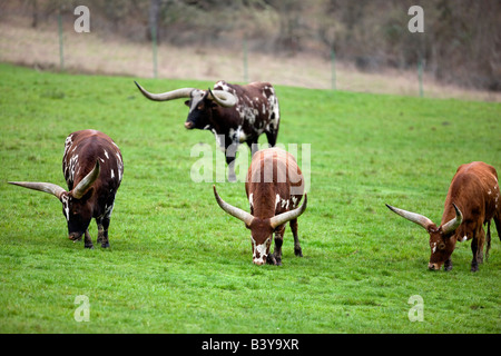 Prairie avec Bovins Watusi Wildlife Safari Winston Indiana Banque D'Images