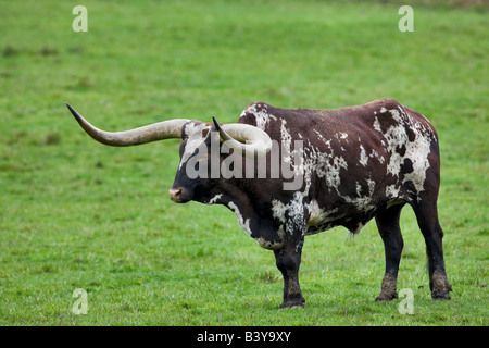 Prairie avec Bovins Watusi Wildlife Safari Winston Indiana Banque D'Images